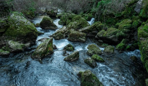 Audición en la naturaleza